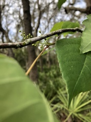 Toxicodendron radicans image