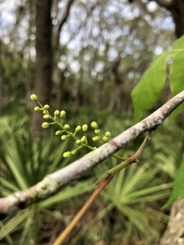 Toxicodendron image
