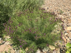 Vernonia lettermannii