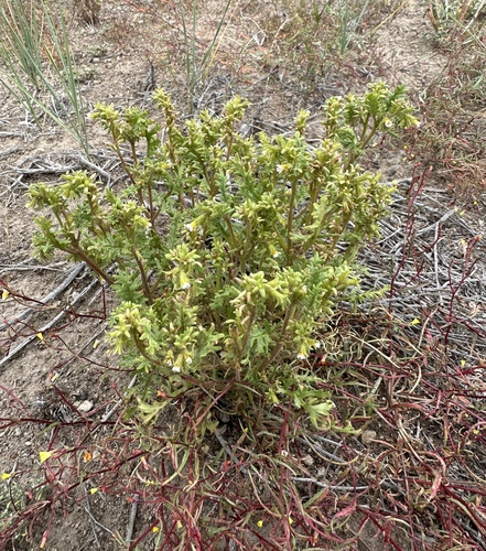 Sticky phacelia (Phacelia glandulifera)
