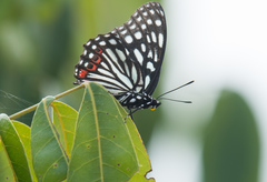 Hestina assimilis formosana