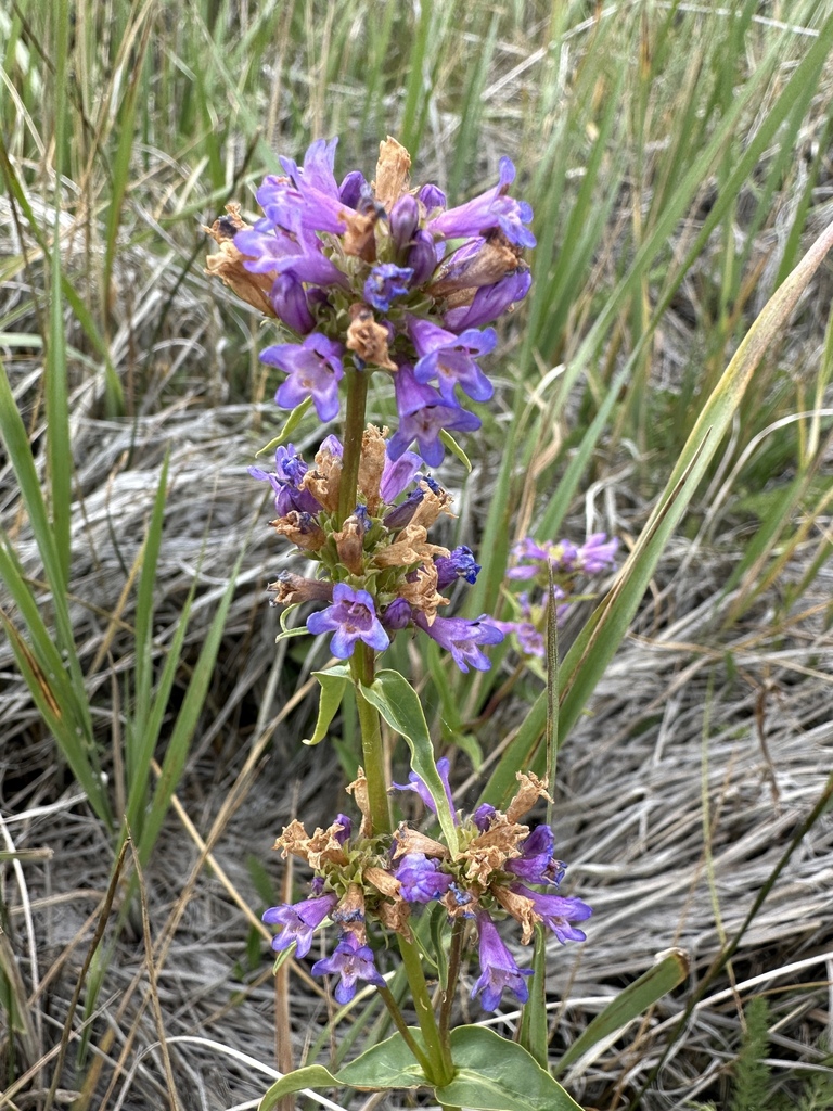 Rydberg penstemon from Humboldt, Nevada, United States on June 27, 2023 ...