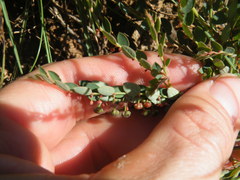 Phyllanthus parvulus