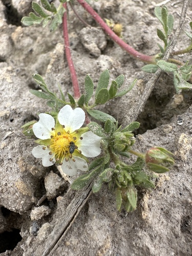 Image of newberry's cinquefoil by (c) Matt Berger, some rights reserved (CC BY)