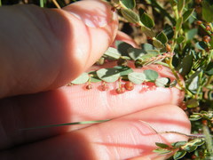 Phyllanthus parvulus