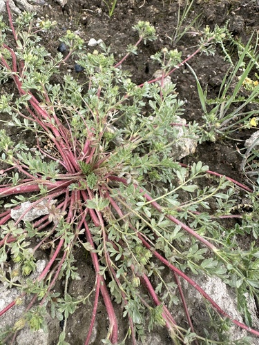 Image of Newberry's Cinquefoil (Potentilla newberryi) by (c) Matt Berger, some rights reserved (CC BY)