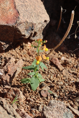 Image of Nemesia williamsonii by (c) Tony Rebelo, some rights reserved (CC BY-SA)