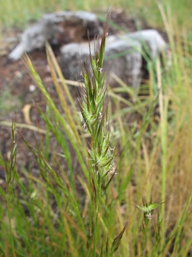 hairy wallaby grass (Rytidosperma pilosum)