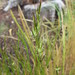 Rytidosperma pilosum - Photo (c) Michael D. Pirie,  זכויות יוצרים חלקיות (CC BY), הועלה על ידי Michael D. Pirie