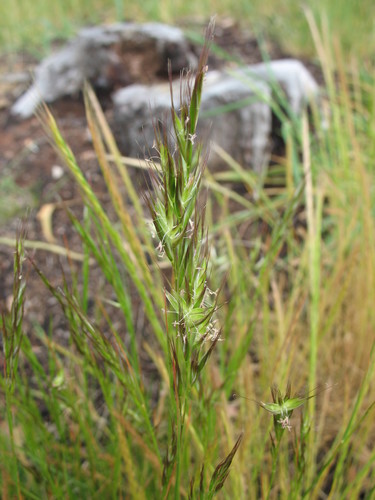 Image of Rytidosperma pilosum by (c) Michael D. Pirie, some rights reserved (CC BY)