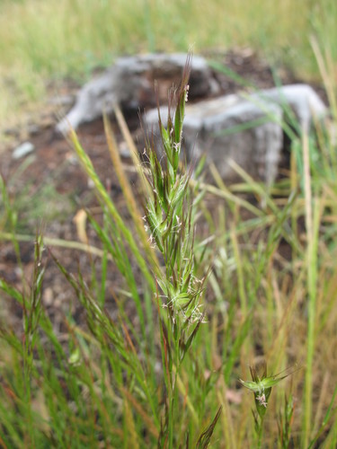 Image of Rytidosperma pilosum by (c) Michael D. Pirie, some rights reserved (CC BY)