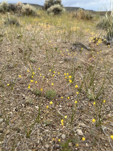 Image of Golden Pygmypoppy (Canbya aurea) by (c) Matt Berger, some rights reserved (CC BY)