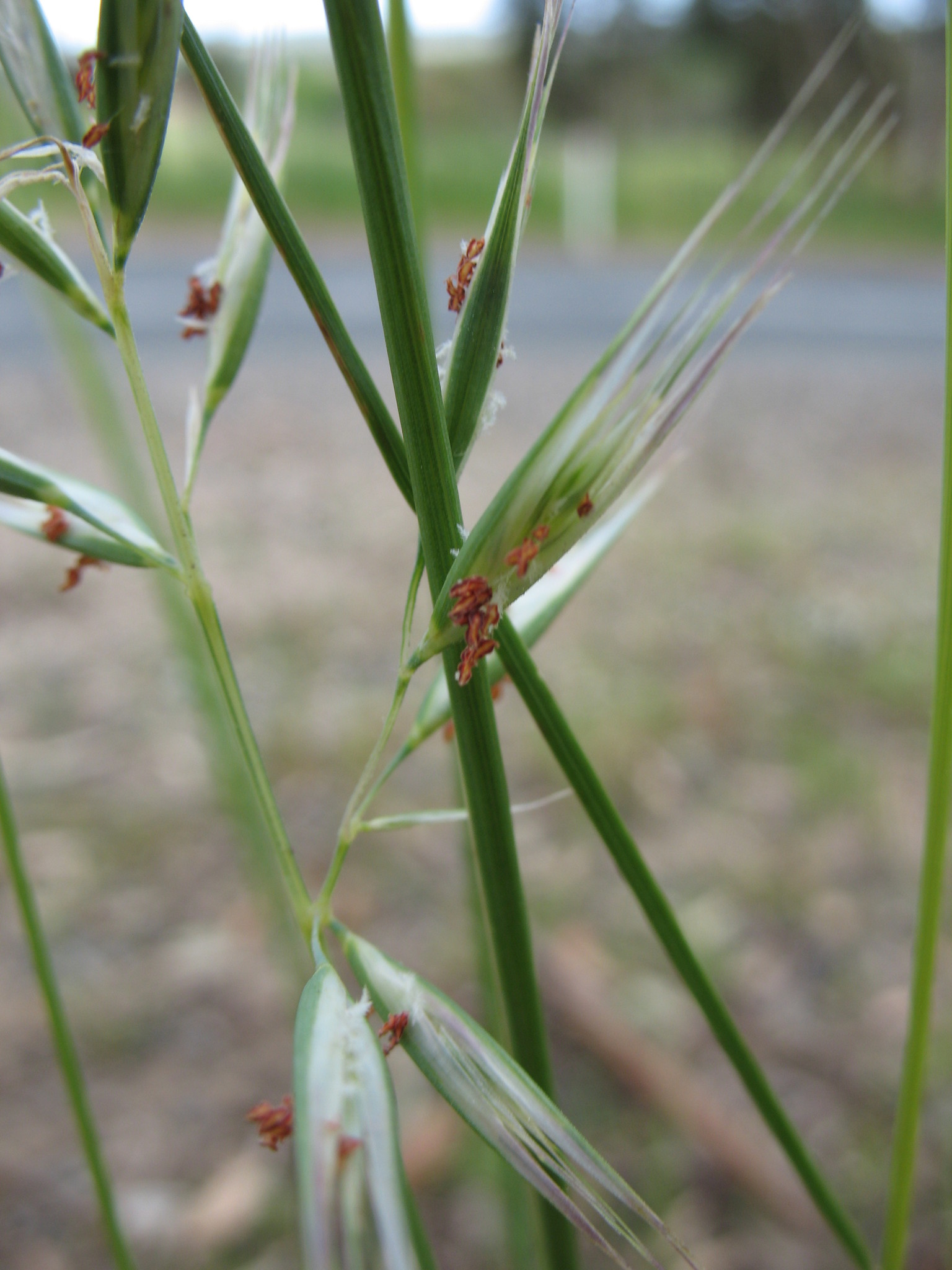 Rytidosperma clelandii
