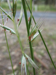 Rytidosperma clelandii