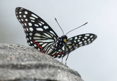 Hestina assimilis formosana