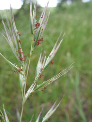 Rytidosperma clelandii