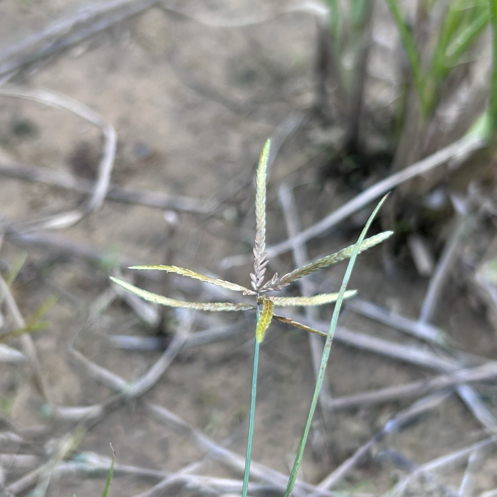 Cyperus sulcinux (Cyperus sulcinux)