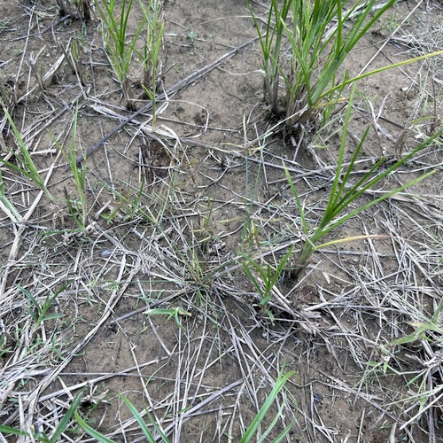 Cyperus sulcinux iNat (1)