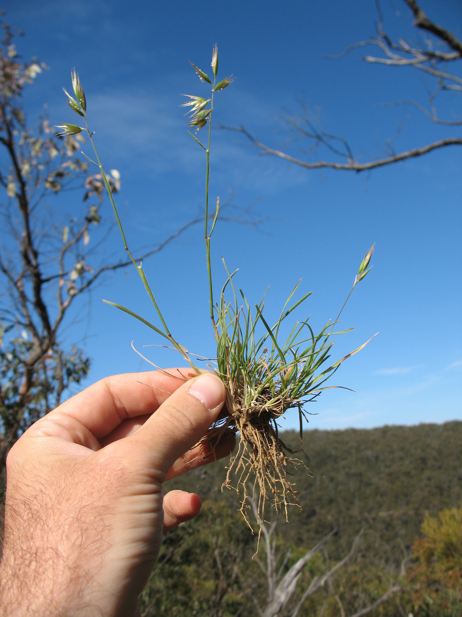 Rytidosperma monticola