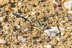Arigomphus lentulus