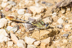 Arigomphus lentulus