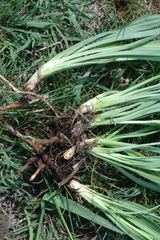 Scorzonera parviflora