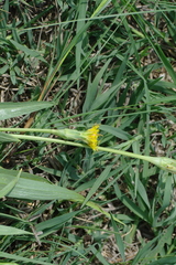 Scorzonera parviflora