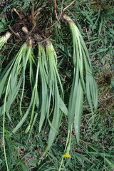 Scorzonera parviflora