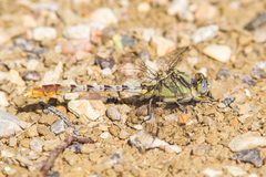Arigomphus lentulus
