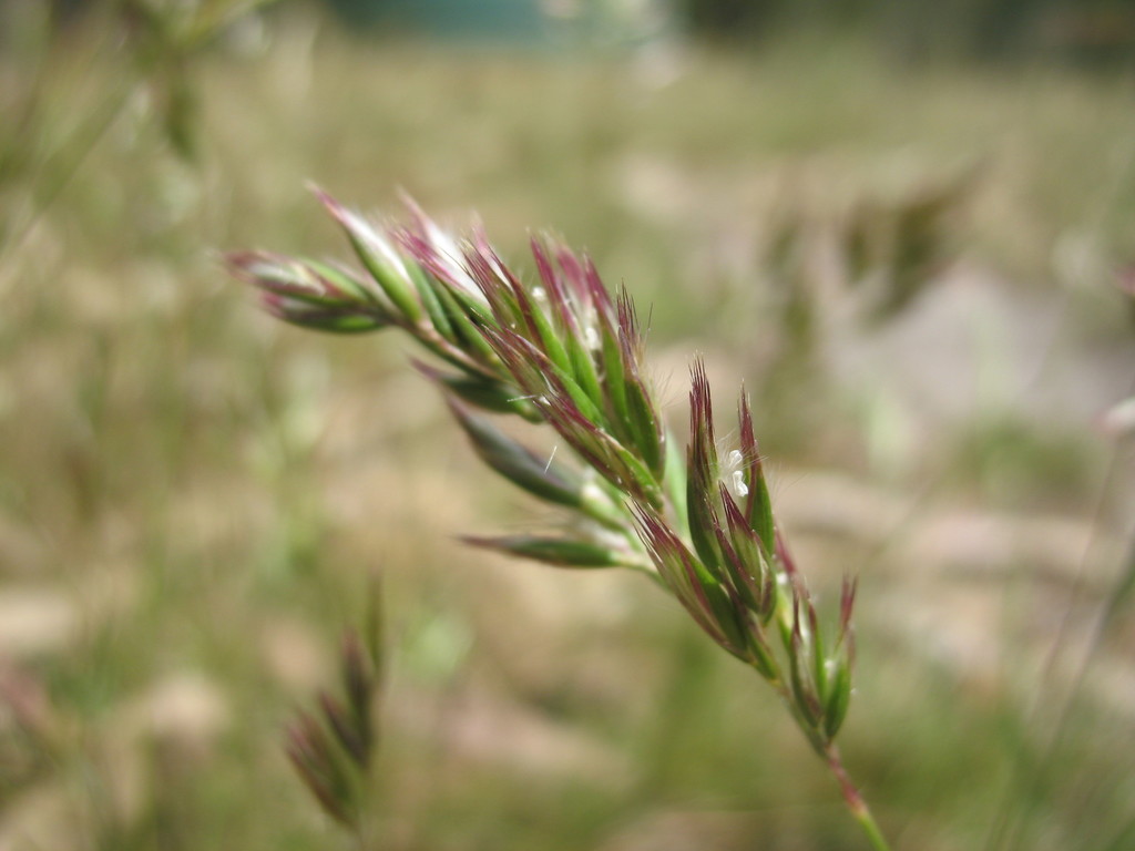 Kneed Wallaby-grass