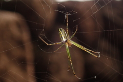 Leucauge blanda