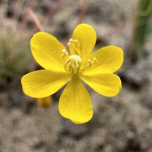 Image of Golden Pygmypoppy (Canbya aurea) by (c) Matt Berger, some rights reserved (CC BY)
