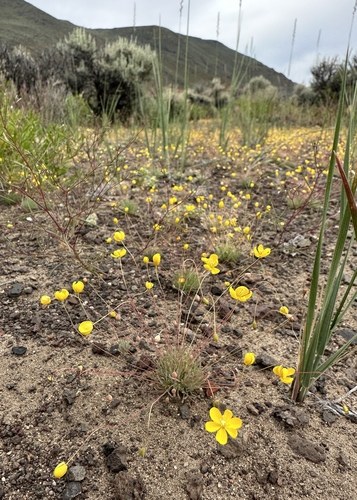 Image of Golden Pygmypoppy (Canbya aurea) by (c) Matt Berger, some rights reserved (CC BY)