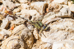 Arigomphus lentulus