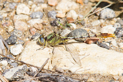 Arigomphus lentulus