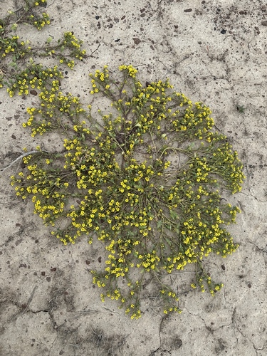 Image of Phacelia lutea by (c) Matt Berger, some rights reserved (CC BY)