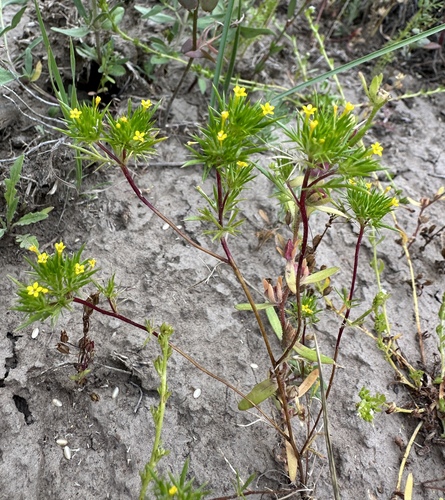 Image of Navarretia breweri by (c) Matt Berger, some rights reserved (CC BY)