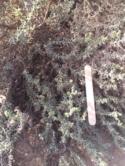 Haloxylon salicornicum