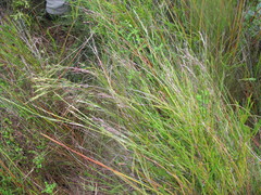 Plinthanthesis paradoxa