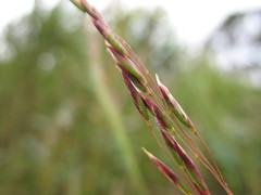 Plinthanthesis paradoxa