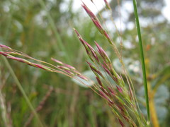 Plinthanthesis paradoxa
