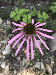Echinacea simulata