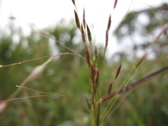 Plinthanthesis paradoxa