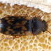 Mycetophagus multipunctatus - Photo (c) Andrey Ponomarev, algunos derechos reservados (CC BY-NC), subido por Andrey Ponomarev