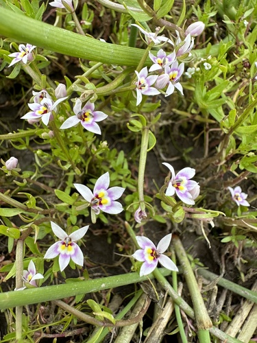 Image of Great Basin Downingia (Downingia laeta) by (c) Matt Berger, some rights reserved (CC BY)