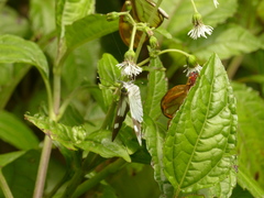 Leptophobia penthica