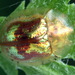 Cassida subreticulata - Photo (c) Andrey Ponomarev,  זכויות יוצרים חלקיות (CC BY-NC), הועלה על ידי Andrey Ponomarev