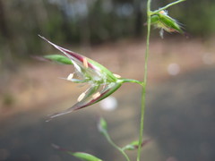 Rytidosperma tenuius