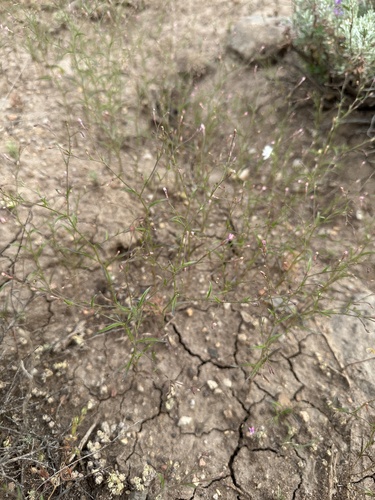 Image of Navarretia sinistra by (c) Matt Berger, some rights reserved (CC BY)