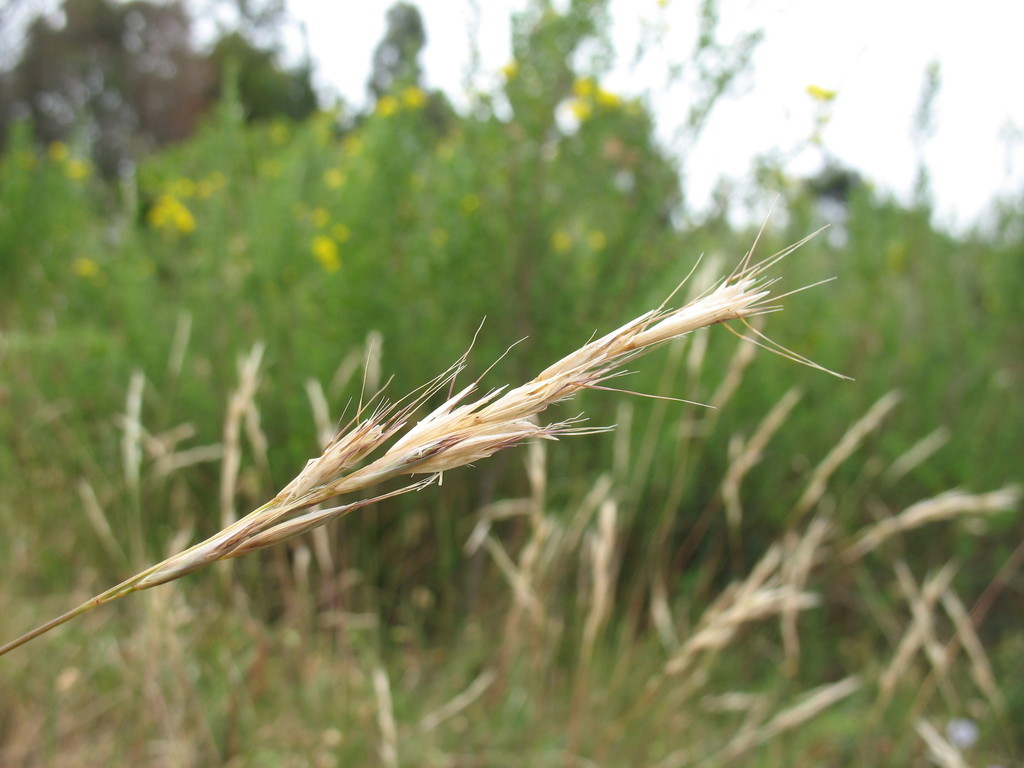 Rytidosperma quirihuense
